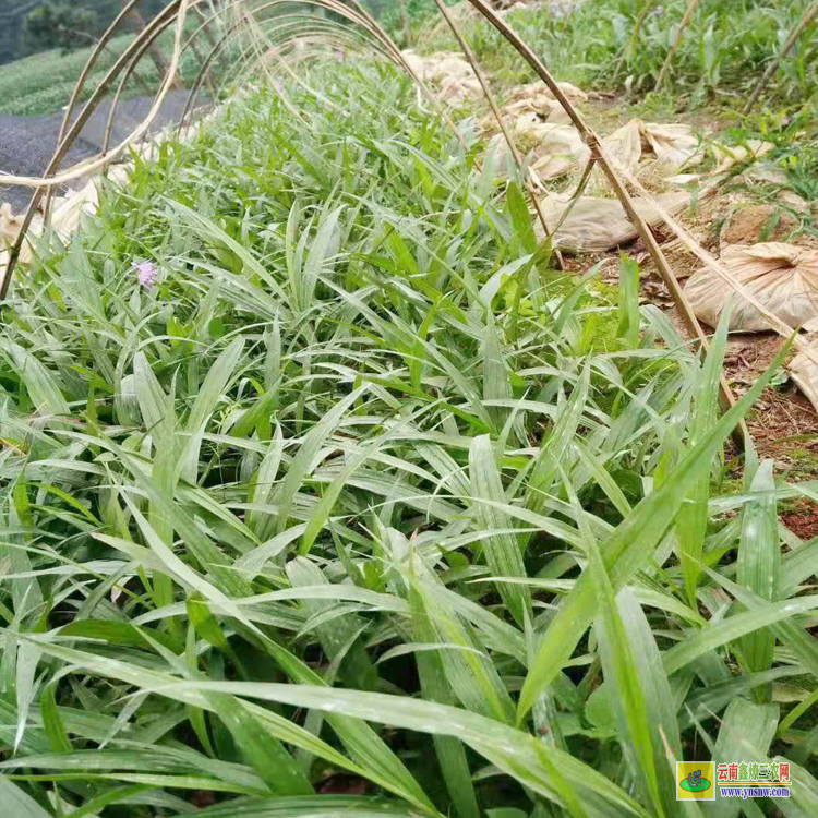 曲靖芍藥除草劑 昭通除草劑 玉溪麥冬除草劑