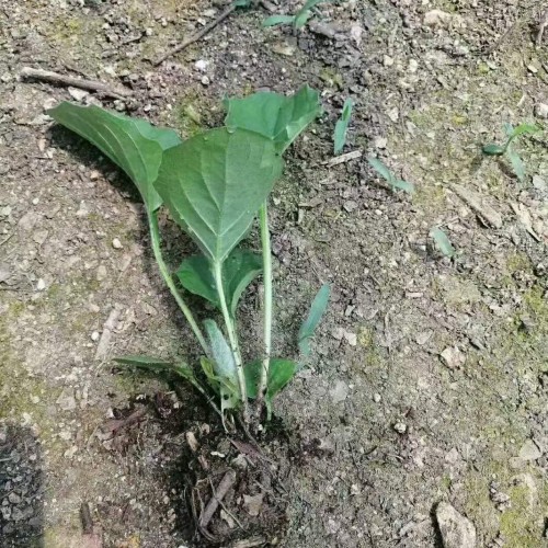 紫色的非洲菊,景鑫花卉非洲菊種苗基地1