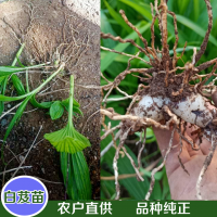 求購(gòu)白芨苗