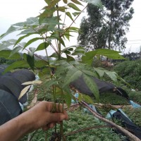 香椿芽適宜在什么地方栽種- 紅河彌勒市徐金紅香椿種植合作社