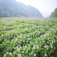 大量求購淀粉土豆，創(chuàng)佳粉佳個頭大的商品土豆