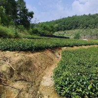 油茶苗的種植栽培技術(shù)   油茶苗基地批發(fā)   油茶苗價(jià)格多少錢(qián)一棵