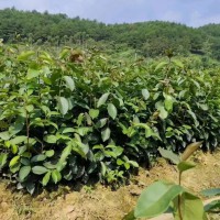 油茶苗木基地地址查詢   油茶苗哪個(gè)品種好   油茶苗哪里有賣