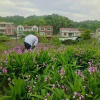 云南白芨苗多少錢一株  云南白芨苗哪里有賣  云南白芨苗地里長(zhǎng)好多草圖片