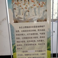 菏澤鵝苗孵化場(chǎng)|菏澤鵝苗批發(fā)市場(chǎng)|山東菏澤鵝苗孵化基地