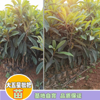 怒江蘭坪枇杷苗哪個(gè)品種好|正宗蒙自枇杷苗|枇杷苗批發(fā)價(jià)格查詢